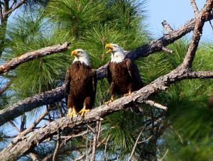 Eagle Pair takes home Blue Ribbon in the Florida Trail Association Photo Contest